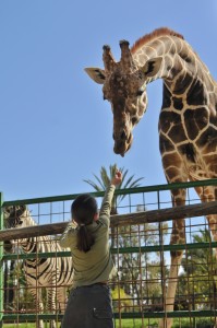 giraffe-feeding