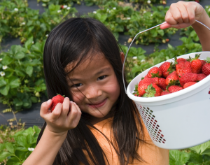 Asian girl picking strawberries