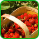 Farms, PYO, Artisanal Foods & Markets