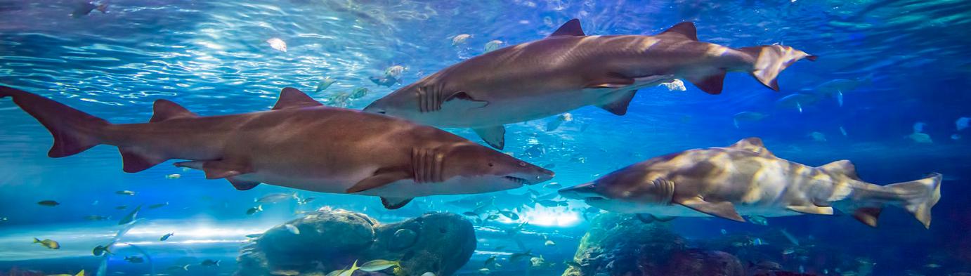  Zoos, Farms & Aquariums in Central Ontario 