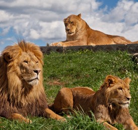A family of three lions lying on a green grass