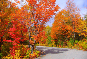 6 Fantastic Fall Activities