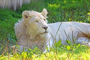 elmvale-jungle-zoo-lion-1024x682