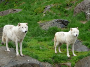 parc omega1