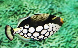 Ripley's Aquarium Fish