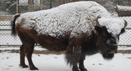 High Park Zoo