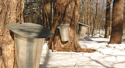 Ontario maple syrup