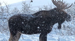 Algonquin Park moose