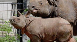 Spend father’s day, or any day, with the Animals in Ontario!