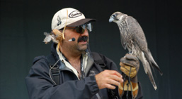 Falconry experience Hawkeye Birds