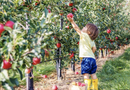 Apple Picking in Ontario