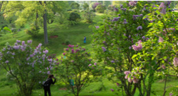 Trees and green lawn