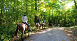 People riding a horse