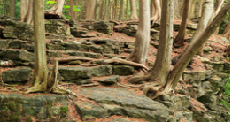 Trees in a forest