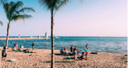 Palm tree on a beach