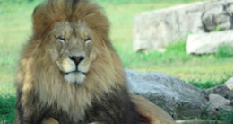 Lion sitting in the grass