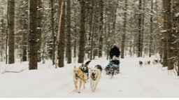 Person dogsledding 