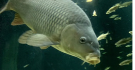 Picture of a fish