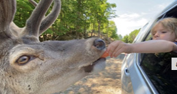 Child feeding a deer through a car window