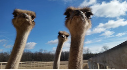 Three ostrich heads