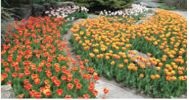 THE BEST PLACES IN ONTARIO TO SEE SPRING FLOWERS!