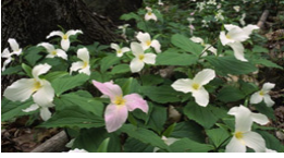 Photo of trillium followers