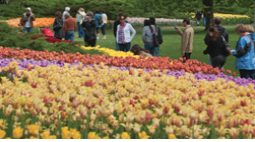 Rows of coloured tulips