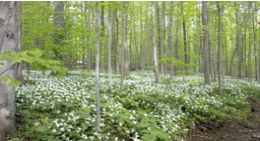 Forest with flowers