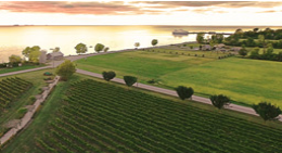 Arial view of wine fields at sunset