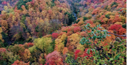 Ariel view of a forest during fall