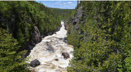 Rapids surrounded by forest