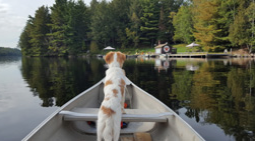 A dog in a canoe