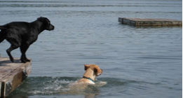 Dogs swimming in a lake