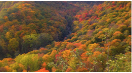 Ariel photo of a forest during fall