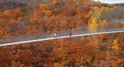 A suspension bridge overlooking a fall forest 