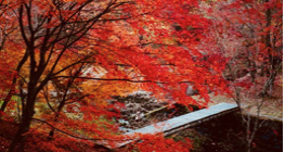 Red coloured fall leaves