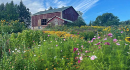 Barn in a field of flowers