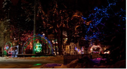 Trees with Christmas lights