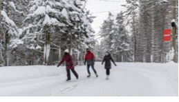 People skating through a forest