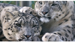 Two white tiger cubs