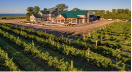 View of a vineyard 