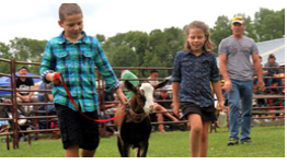 Children waking a calf at a fair