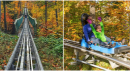 People riding a roller coaster through a forest