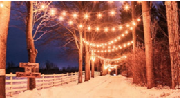 A forest in winter with lights