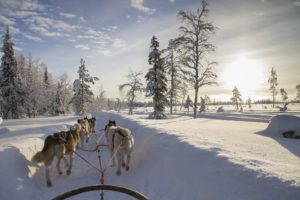 Dogs carrying a sled in winter 