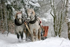 Horses trotting through the snow