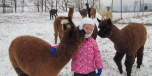 little girl standing beside alpacas