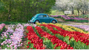 A blue car in a field of flowers