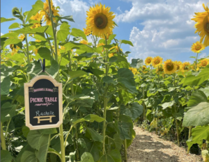 a sign in a field of sunflowers