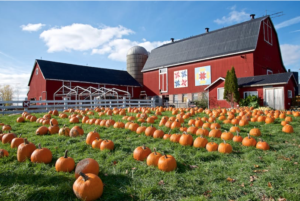 Barn and a pumpkin patch